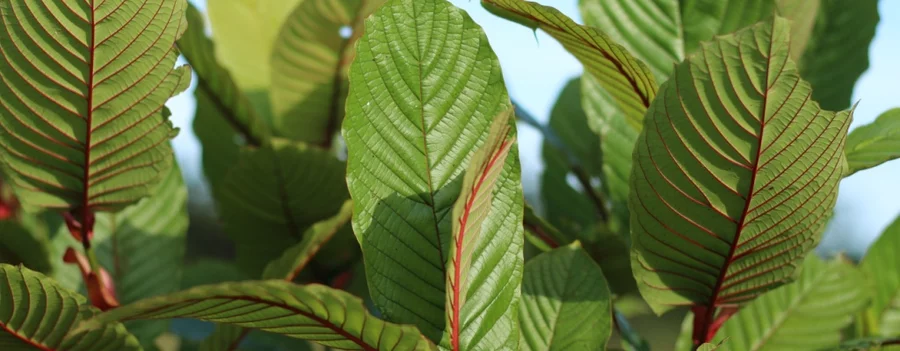 Kratom leaves seen in nature.