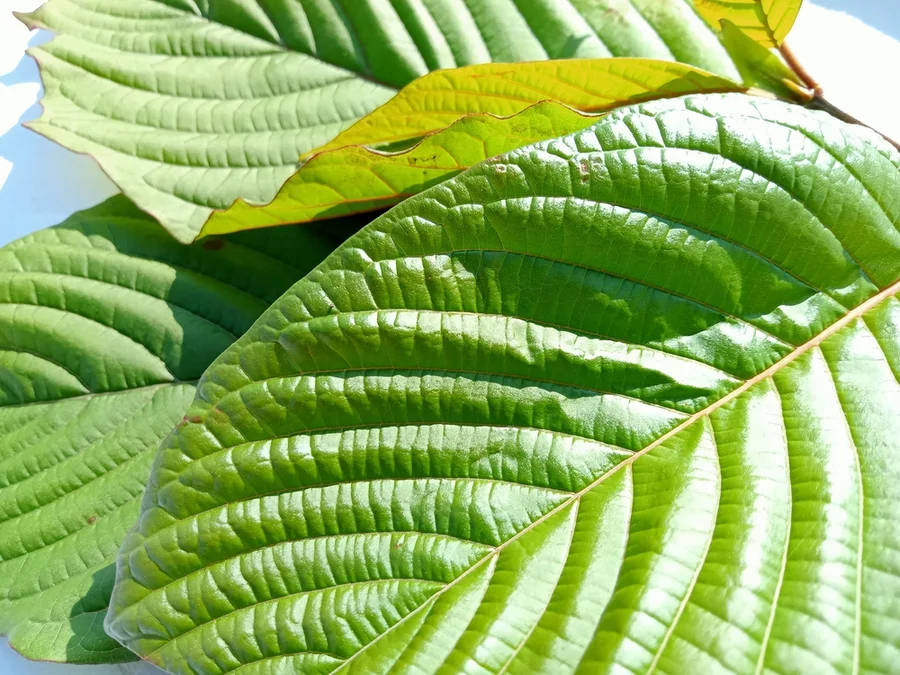 A close-up view of fresh kratom leaves.