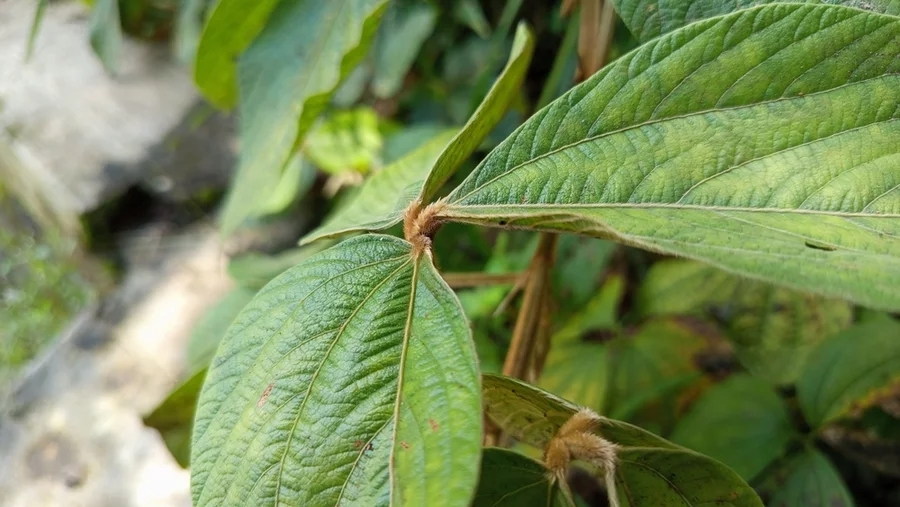 Kratom leaves seen in nature.