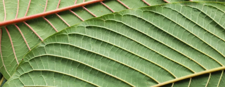 A close-up view of kratom leaves fills the frame.