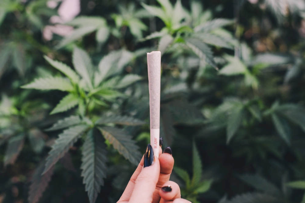 A hand holds up a hash hole joint in front of several hemp plants in soft focus.