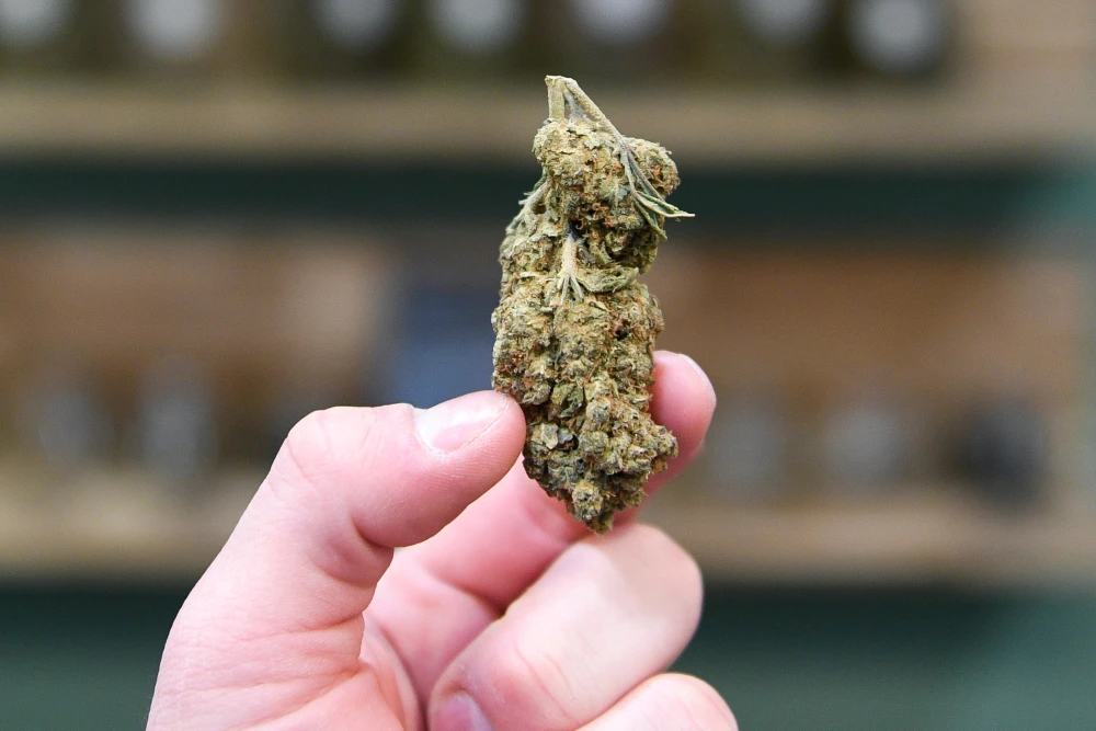 A close-up view of a hand holding hemp flower.