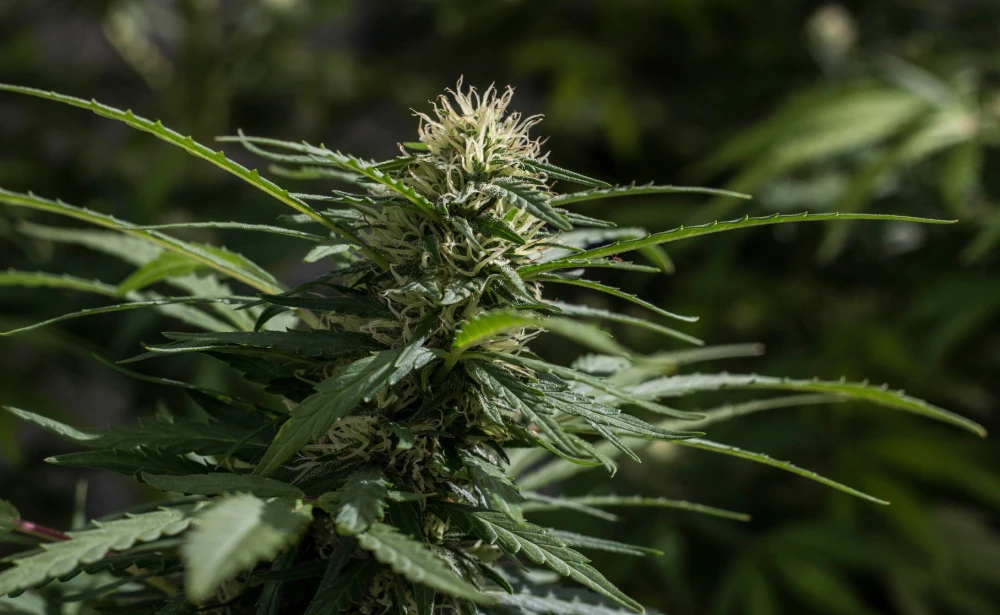 A close-up view of a hemp plant in the flowering stage.
