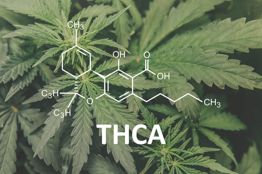 The chemical formula for THCA as seen in front of a background of hemp plants.