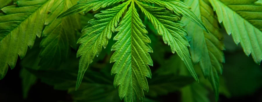 cannabis cultivation green background growing indica