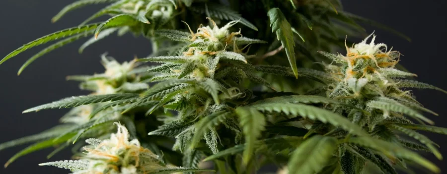 close trichome filled marihuana cbd thc (1)