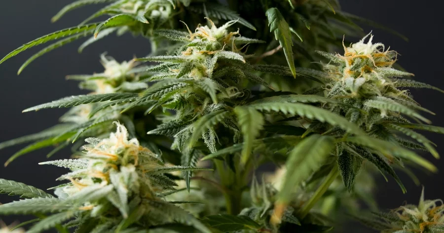 A close-up view of a flowering hemp plant, high in THC-A content.