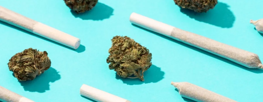 THCa pre-rolls and buds seen on a blue background. 