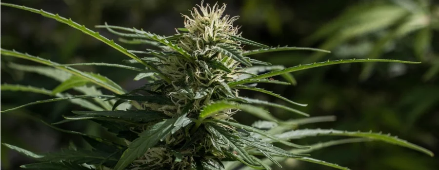 A single flowering hemp plant seen up close.