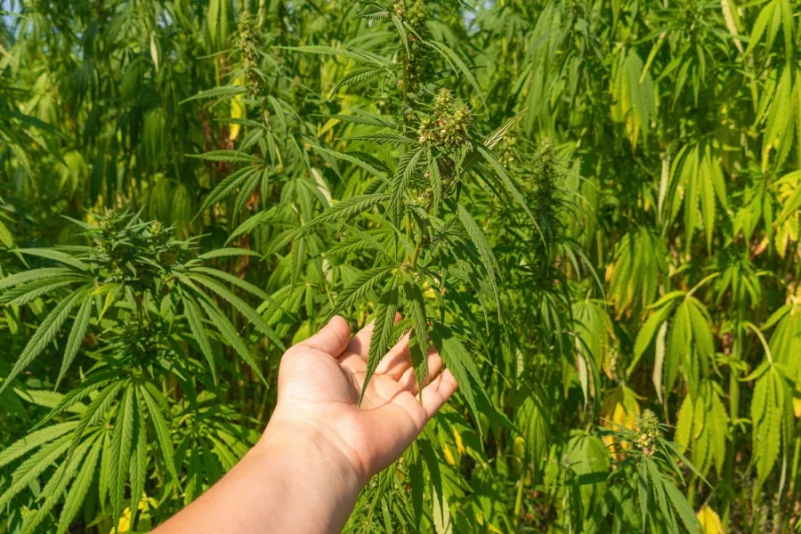 A hand reaches out to hold a hemp plant growing in a sunlit field.