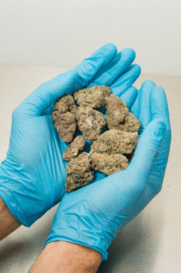 Is Delta-8 Safe? Shown by a pack of hemp flower held by someone using medical gloves.