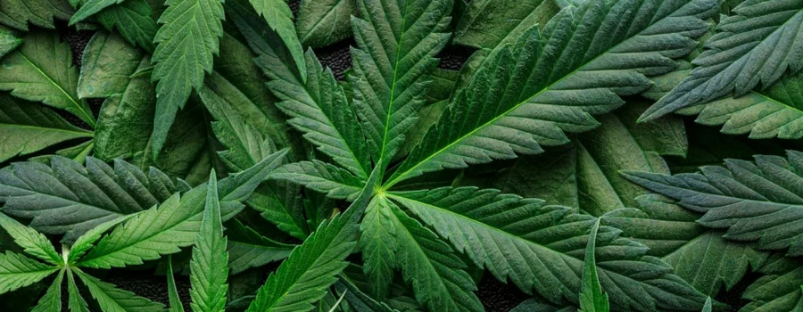 Dark green hemp leaves fill the frame.