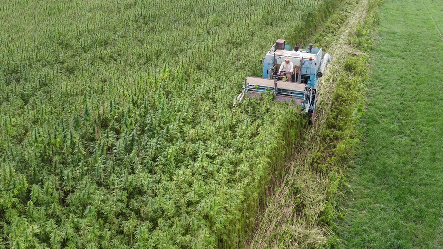 An aerial view of a combine harvester collecting hemp on a farm.