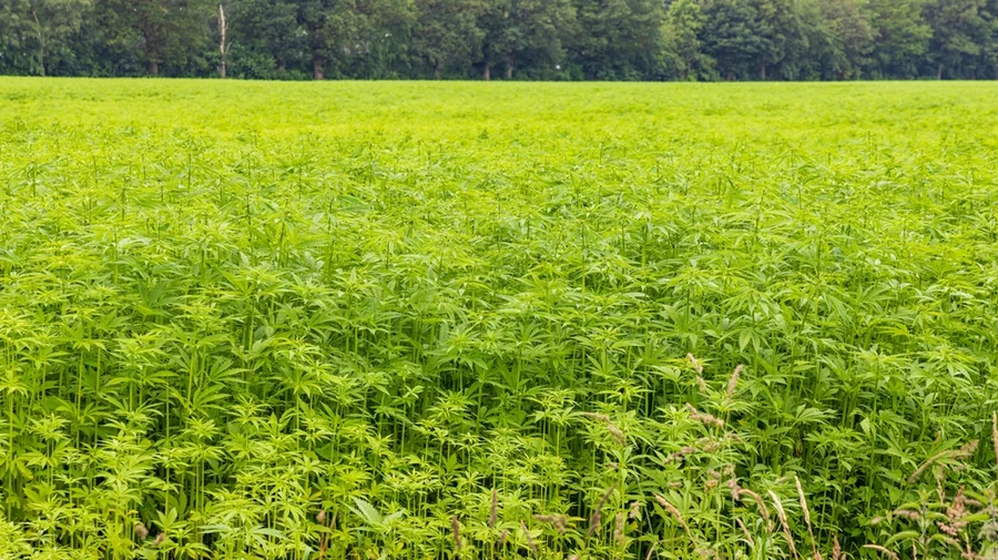 A large field of hemp grows outdoors.