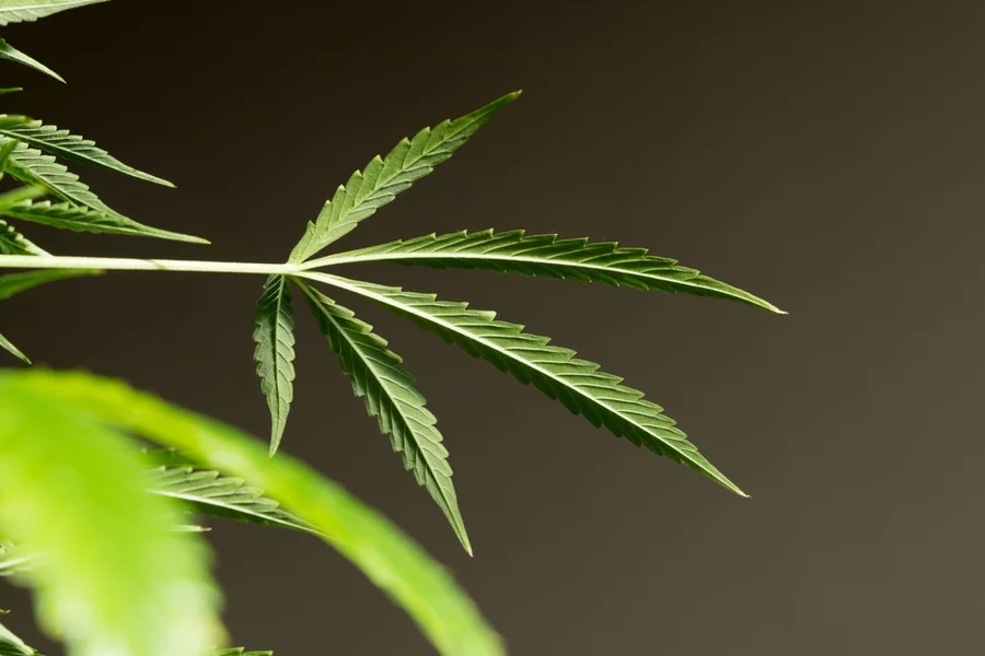 A single hemp leaf grows from a plant against a black background.