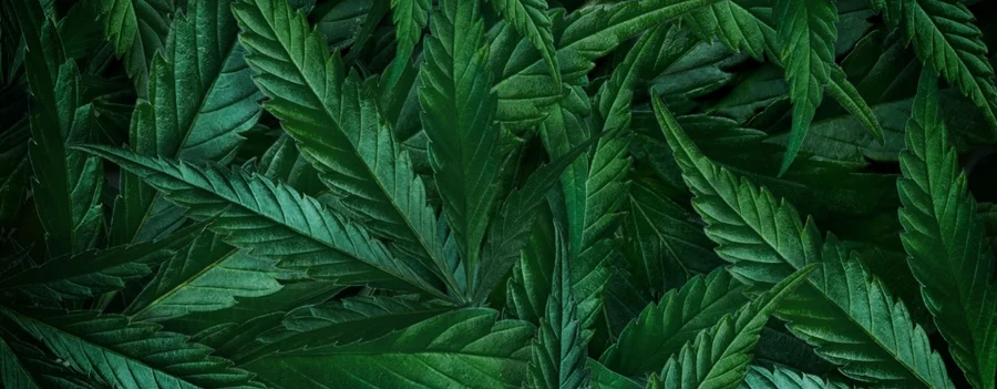 natural background close green leaf marijuana