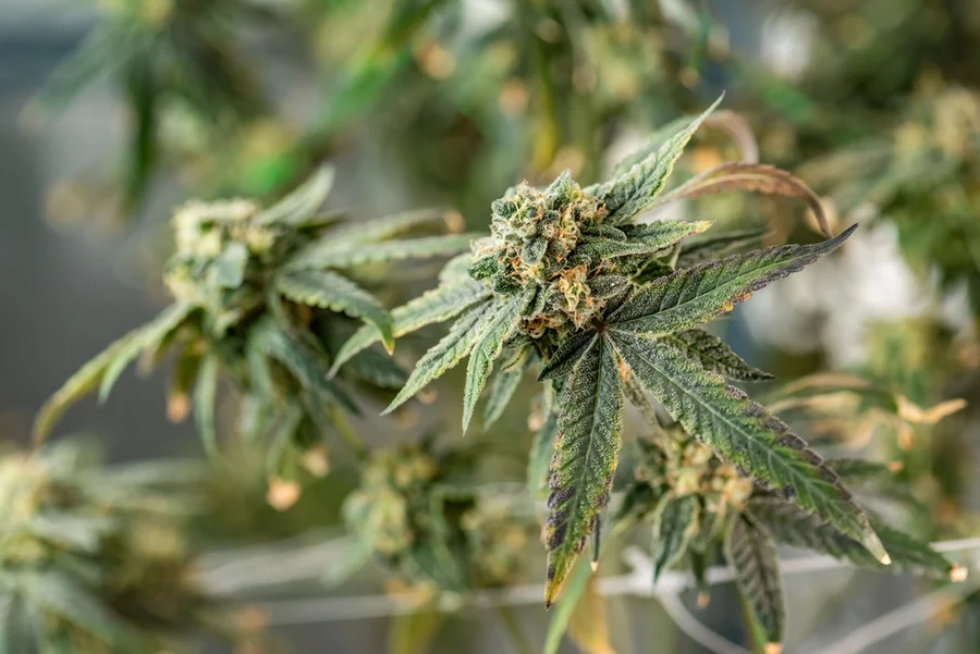 A close-up view of flowering hemp plants.