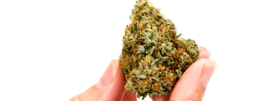 fingers hold up cannabinoid flower in front of a white background. 