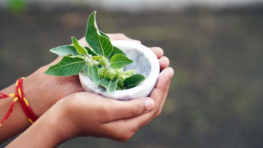 A person holds ashwagandha leaves in a tiny bowl in their cupped palms.