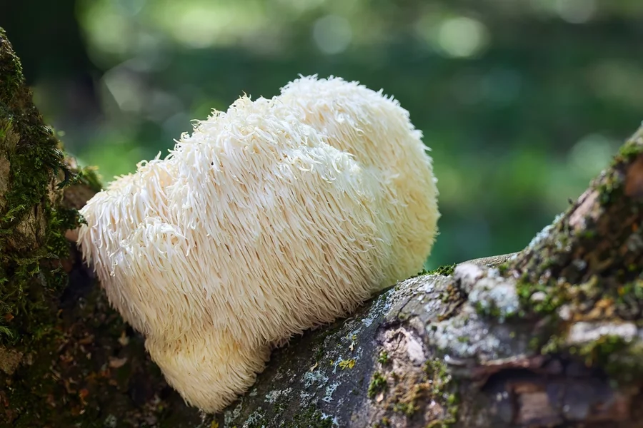 A lion's mane mushroom grows on a mossy tree.