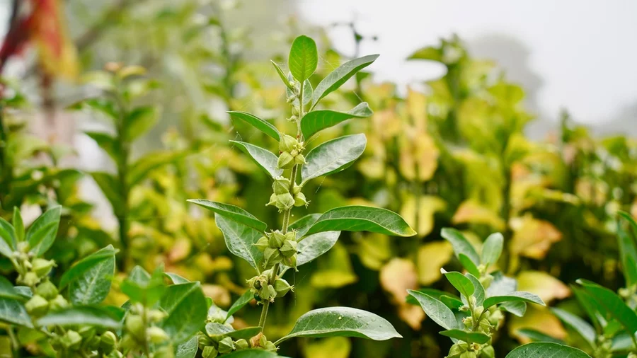 A field of ashwagandha plants grows outdoors.
