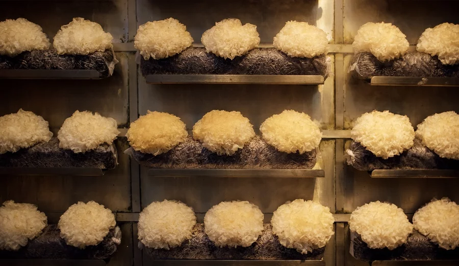 A row of lion’s mane mushrooms being cultivated on shelves in a dark, moist environment.