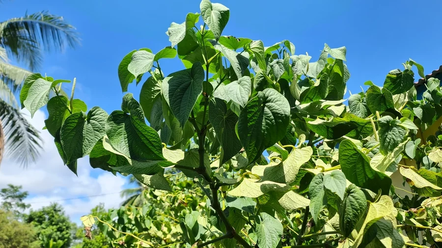 The piper methysticum (kava kava) plant in front of a blue sky.